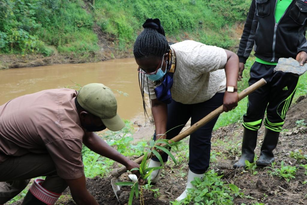 Volunteers planting native seedlings along the riverbank