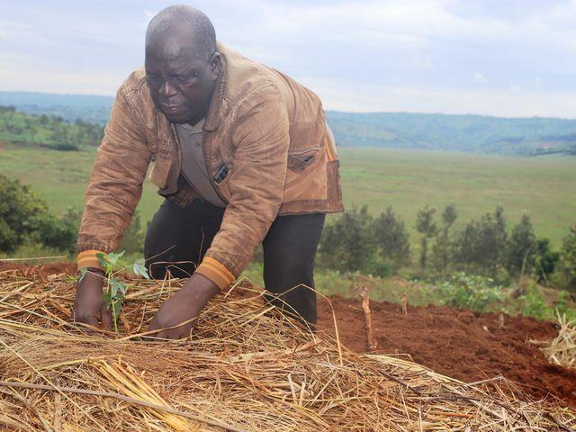 A farmer applying organic mulch around crops